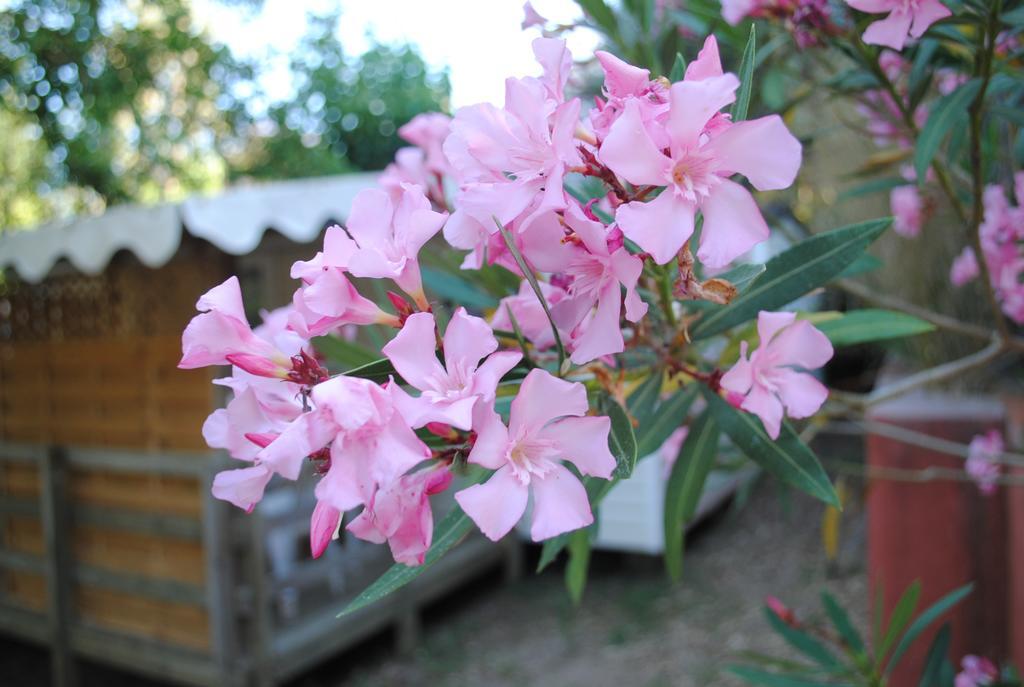 Camping Lou Cabasson Bormes-les-Mimosas Exteriér fotografie